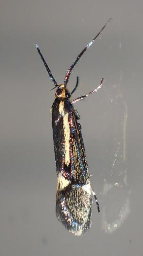 Esperia sulphurella